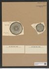 Aulacodiscus amoenus Grev. (de-Toni-Nr.: Genus 182, Species 4529) Zeichnungen Sammlung Grunow Nr. 8115 (NHMW-BOT-W0377462)